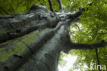 Beech (Fagus sylvatica)