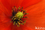 Bleke klaproos (Papaver dubium)