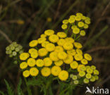 Tansy (Tanacetum vulgare)