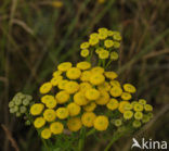 Boerenwormkruid (Tanacetum vulgare)