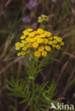 Tansy (Tanacetum vulgare)