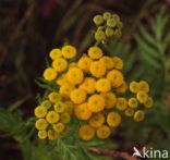 Boerenwormkruid (Tanacetum vulgare)