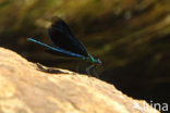 Bosbeekjuffer (Calopteryx virgo) 