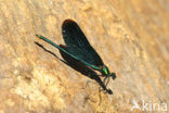 Bosbeekjuffer (Calopteryx virgo) 