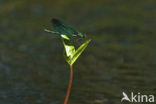 Bosbeekjuffer (Calopteryx virgo) 