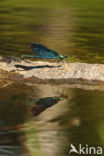 Bosbeekjuffer (Calopteryx virgo) 