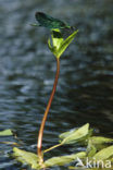 Bosbeekjuffer (Calopteryx virgo) 