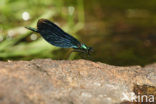 Bosbeekjuffer (Calopteryx virgo) 