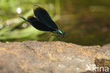 Beautiful Demoiselle (Calopteryx virgo)