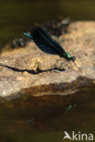 Bosbeekjuffer (Calopteryx virgo) 