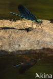 Bosbeekjuffer (Calopteryx virgo) 