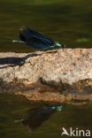 Bosbeekjuffer (Calopteryx virgo) 