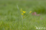 Bosgeelster (Gagea lutea)