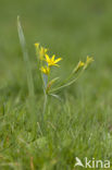 Bosgeelster (Gagea lutea)