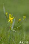 Bosgeelster (Gagea lutea)