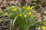 Bosgeelster (Gagea lutea)