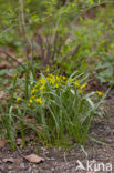 Bosgeelster (Gagea lutea)