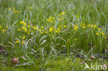 Yellow Star-of-Bethlehem (Gagea lutea)