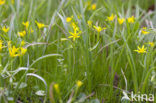 Bosgeelster (Gagea lutea)