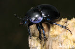 Dung beetle (Geotrupes stercorarius)