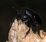 Dung beetle (Geotrupes stercorarius)