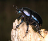 Dung beetle (Geotrupes stercorarius)