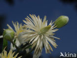 Bosrank (Clematis vitalba)