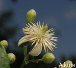 Bosrank (Clematis vitalba)