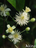 Bosrank (Clematis vitalba)