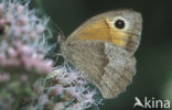 Meadow Brown (Maniola jurtina)