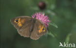 Meadow Brown (Maniola jurtina)