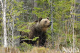 Bruine beer (Ursus arctos)