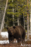 Bruine beer (Ursus arctos)