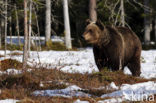 Bruine beer (Ursus arctos)