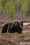 Bruine beer (Ursus arctos)