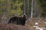 Bruine beer (Ursus arctos)