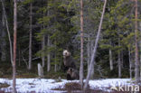 Bruine beer (Ursus arctos)