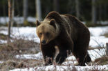 Bruine beer (Ursus arctos)