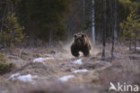 Bruine beer (Ursus arctos)