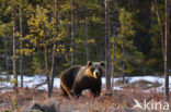 Bruine beer (Ursus arctos)