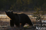 Bruine beer (Ursus arctos)