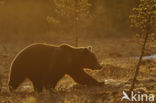 Bruine beer (Ursus arctos)