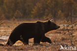 Bruine beer (Ursus arctos)