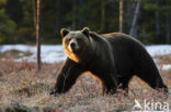 Bruine beer (Ursus arctos)