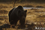 Bruine beer (Ursus arctos)