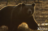 Bruine beer (Ursus arctos)