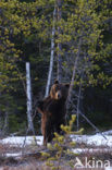 Bruine beer (Ursus arctos)