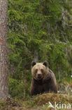 Bruine beer (Ursus arctos)