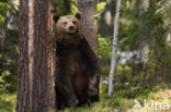 Brown Bear (Ursus arctos)