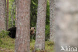 Bruine beer (Ursus arctos)